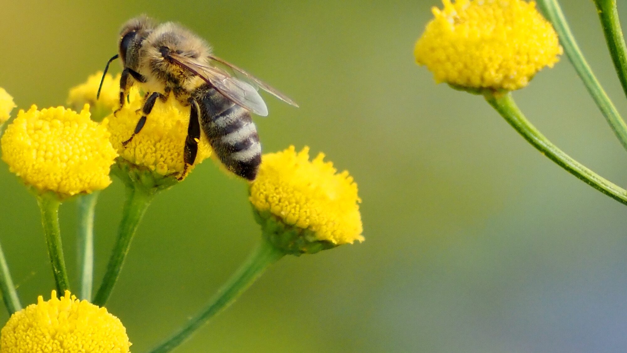 Valokuvaaja: Arja Valtonen