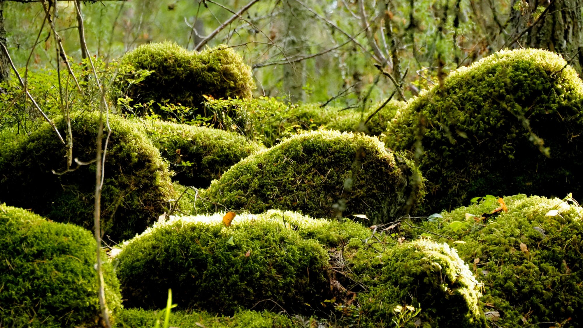 Valokuvaaja: Arja Valtonen