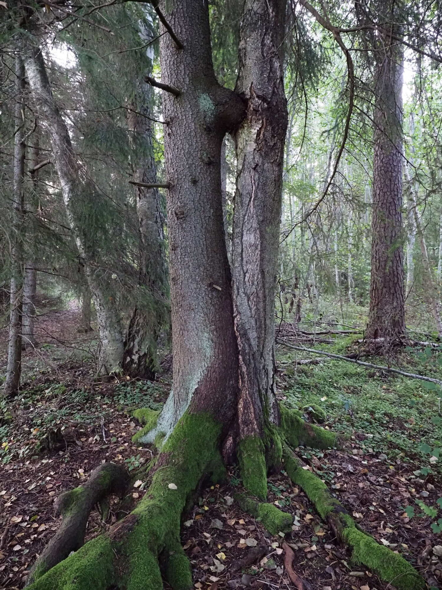 Valokuvaaja: Kari Aaltonen, Pertteli Valokuvaaja: Kari Aaltonen, Pertteli