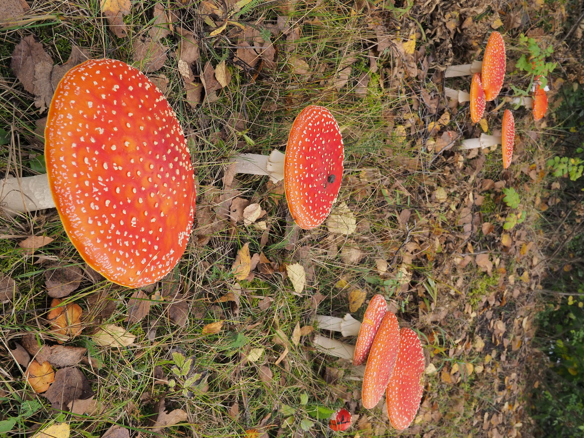 Valokuvaaja: Martti Valtonen