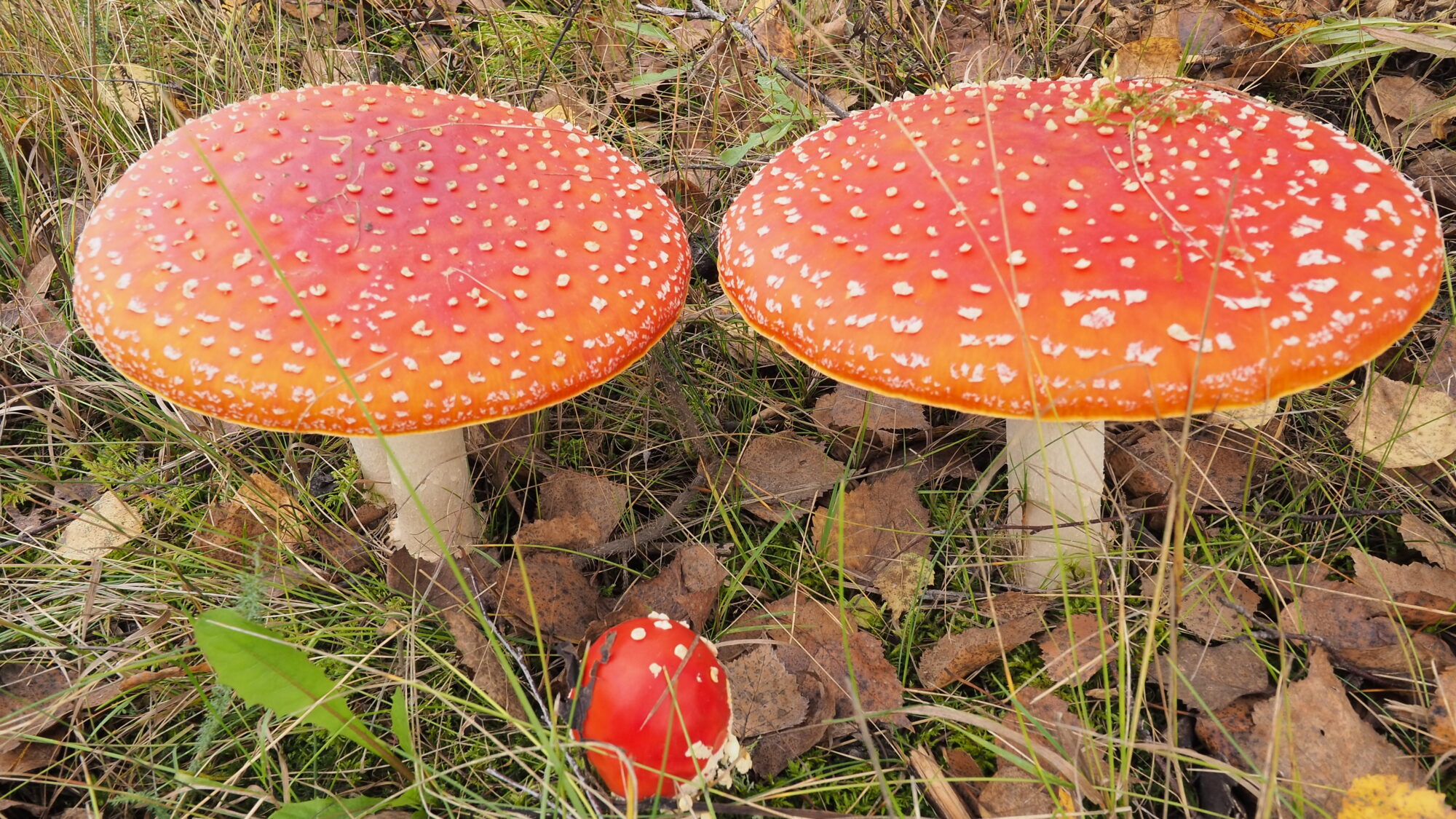 Valokuvaaja: Martti Valtonen