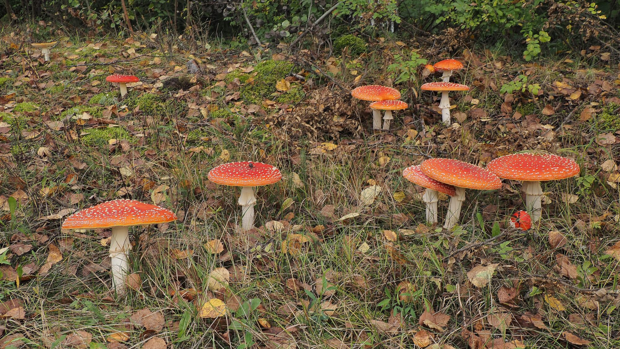 Valokuvaaja: Arja Valtonen