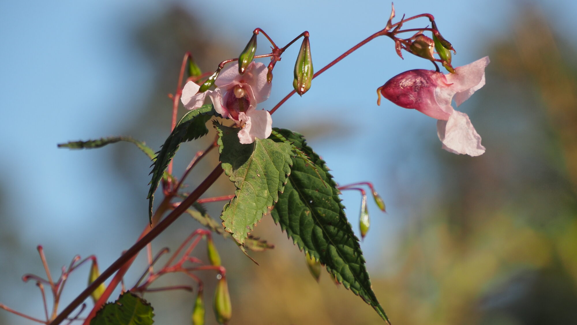 Valokuvaaja: Arja Valtonen Valokuvaaja: Arja Valtonen