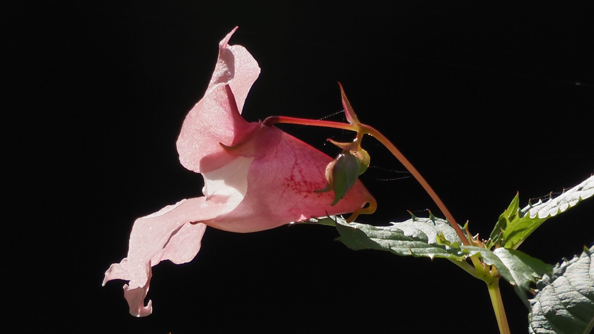 Valokuvaaja: Arja Valtonen