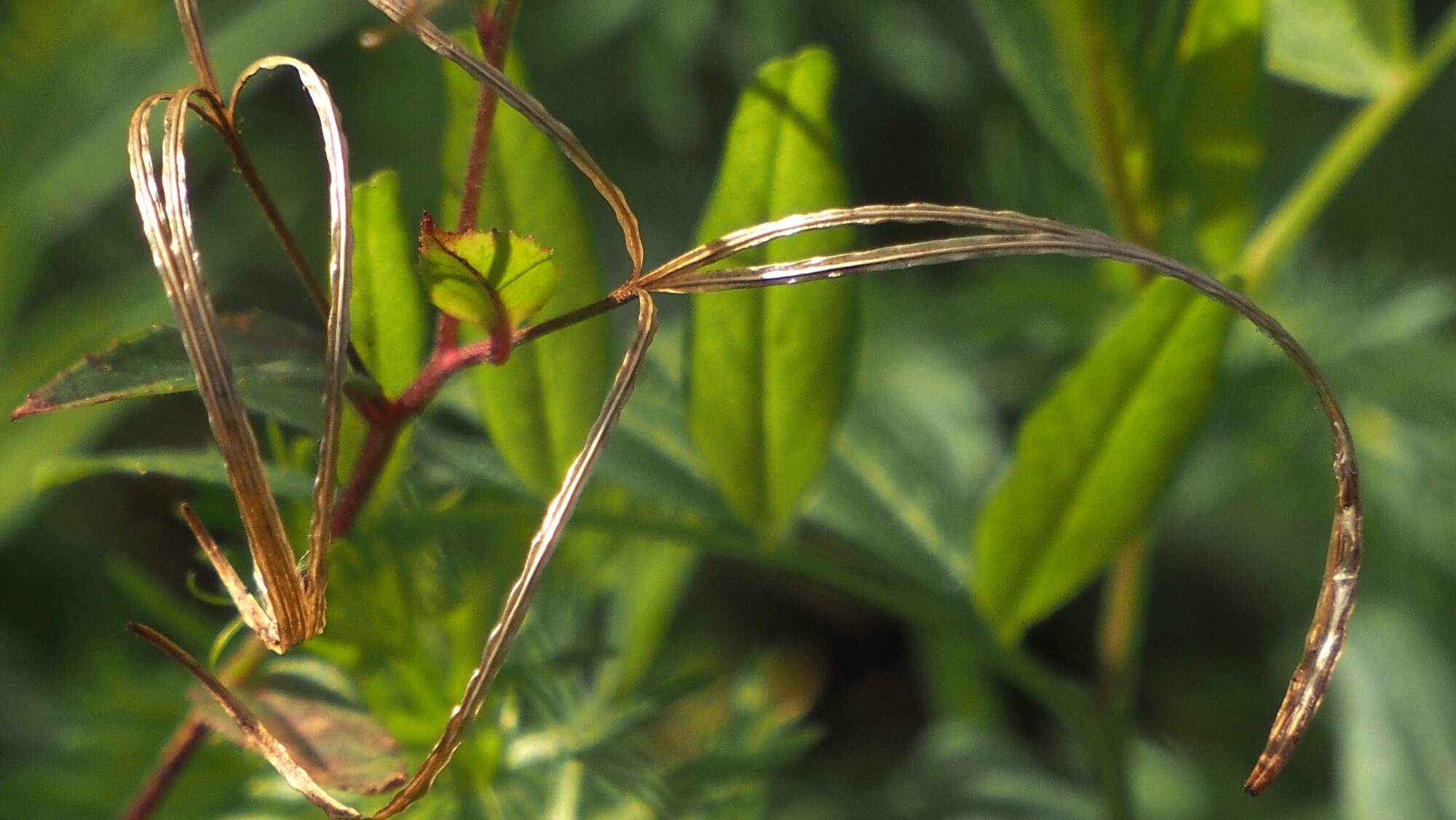 Valokuvaaja: Arja Valtonen