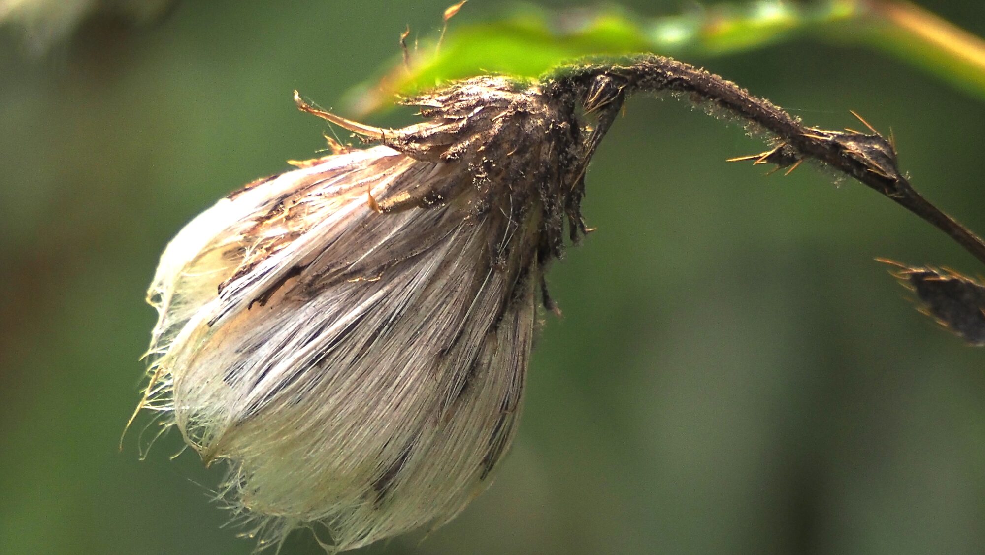 Valokuvaaja: Arja Valtonen