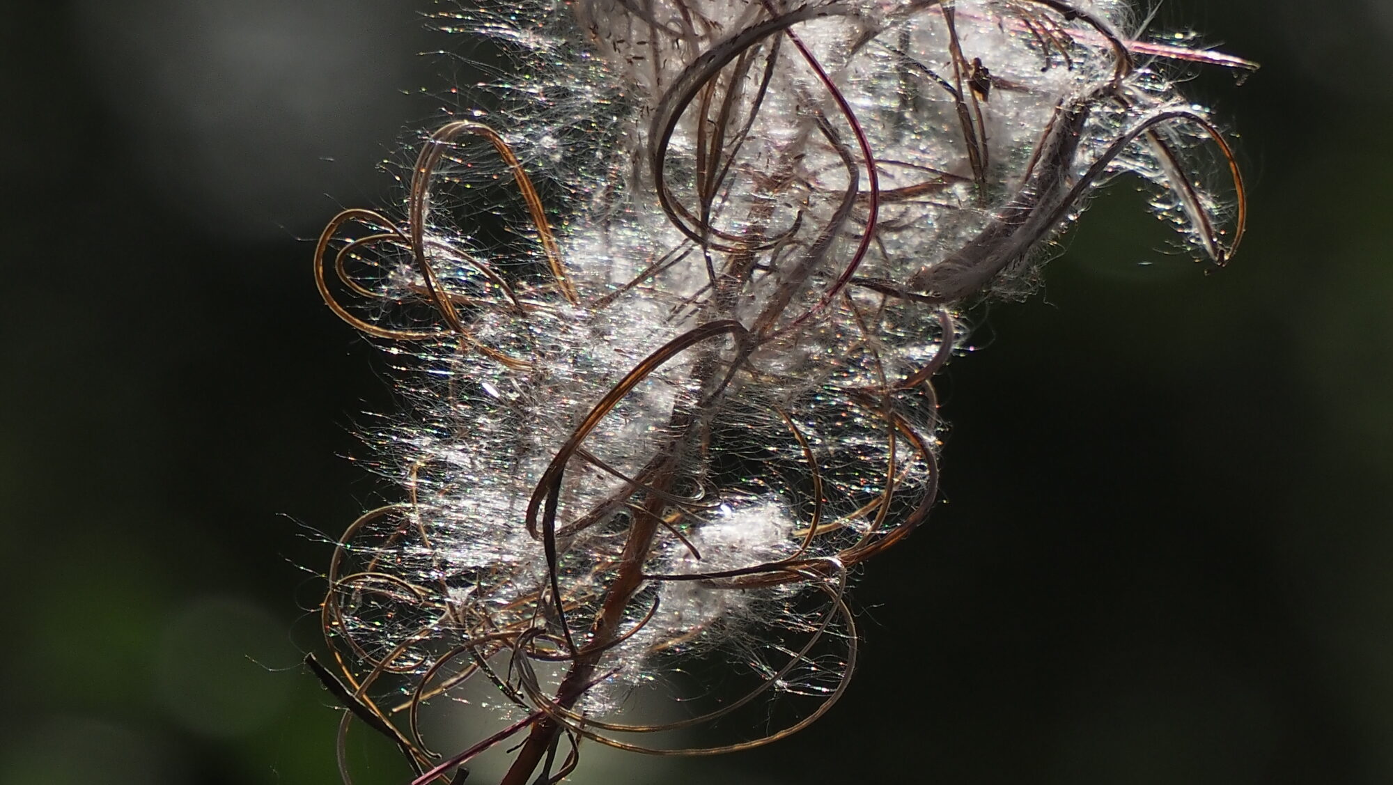 Valokuvaaja: Arja Valtonen