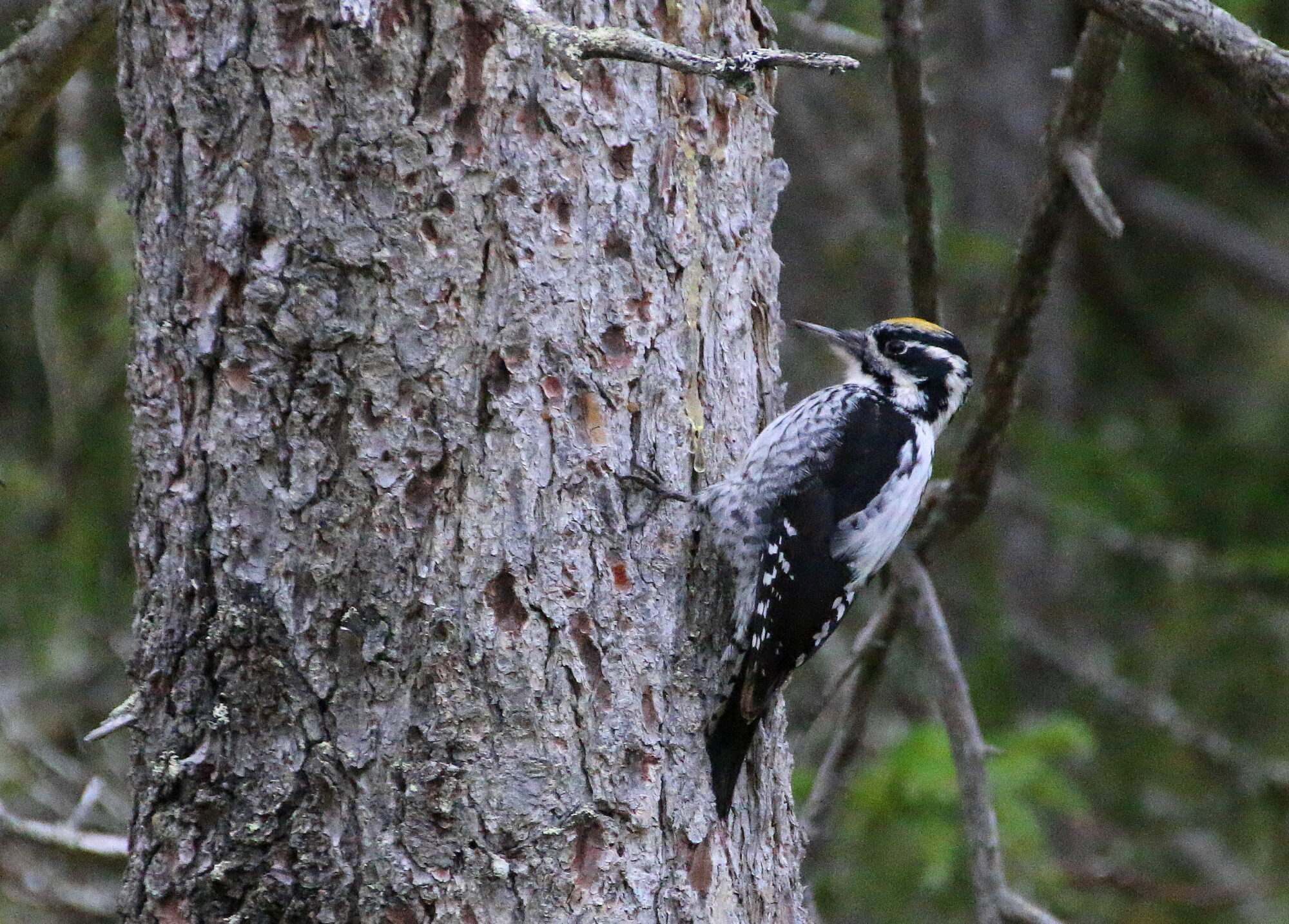 Valokuvaaja: Tuukka Pahtamaa