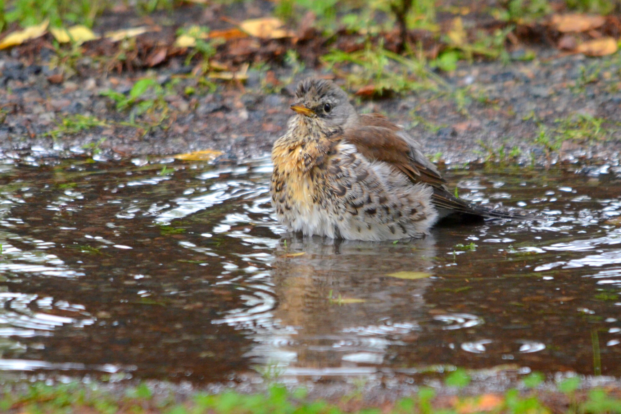 Valokuvaaja: Kaarlo Asikainen Valokuvaaja: Kaarlo Asikainen