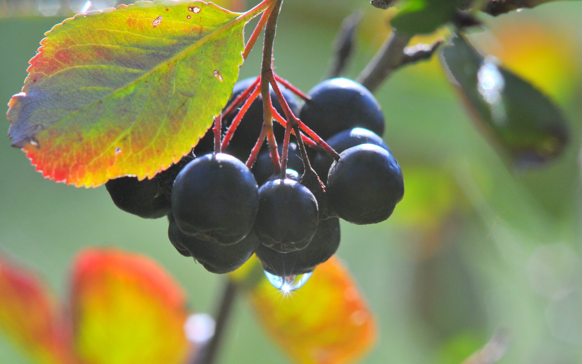 Valokuvaaja: Kaarlo Asikainen