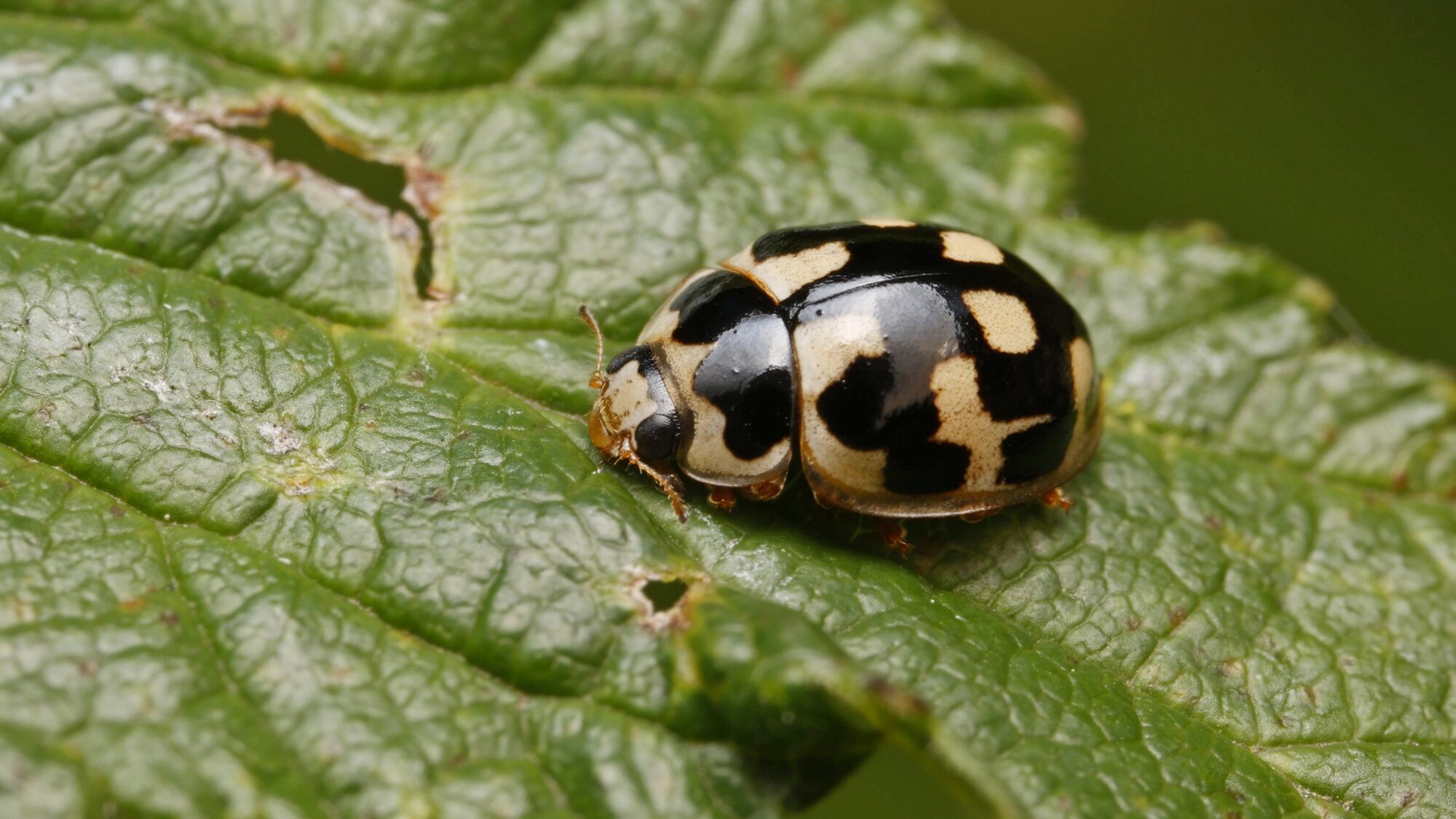 Valokuvaaja: TOMMI KUJALA