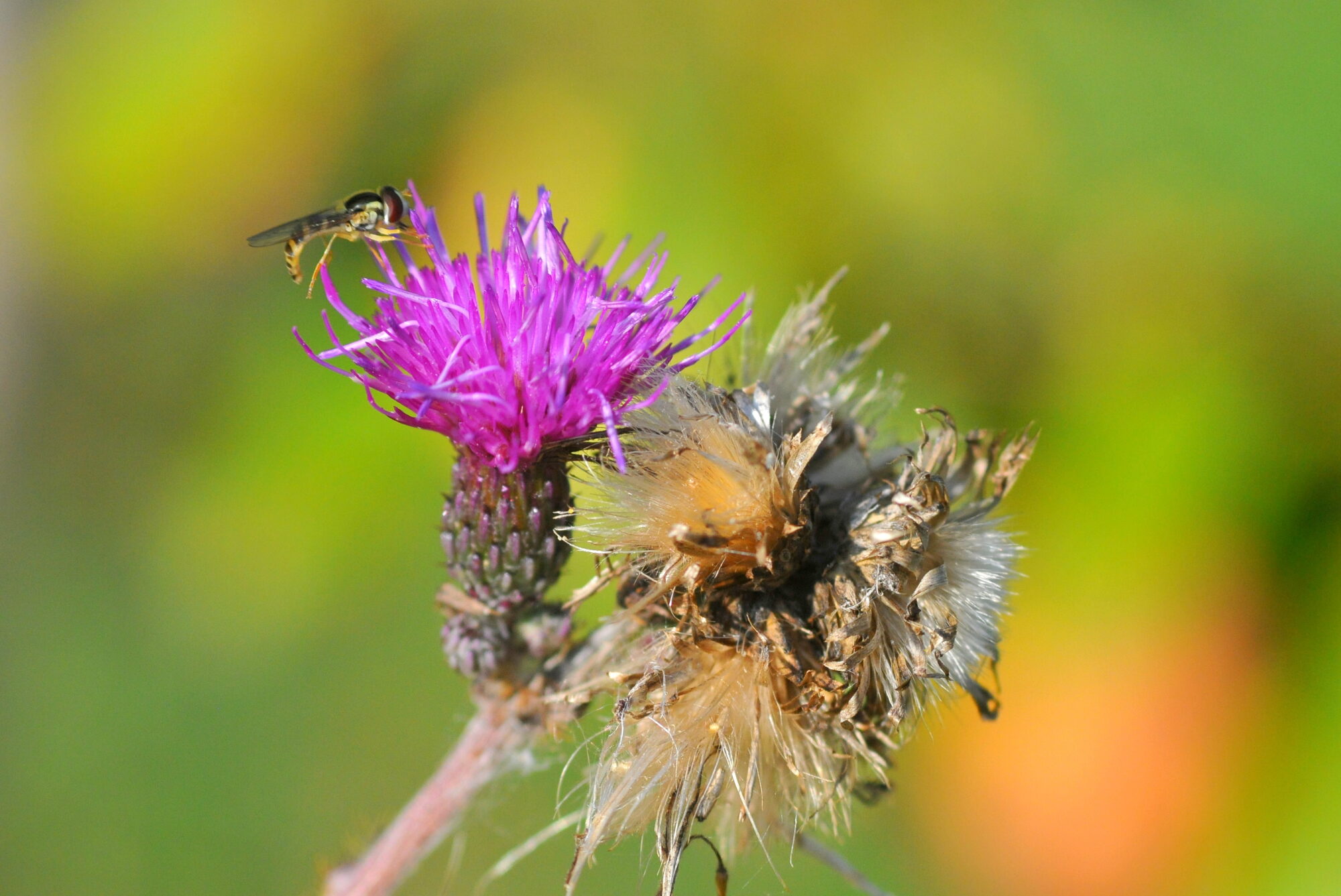 Valokuvaaja: Kaarlo Asikainen