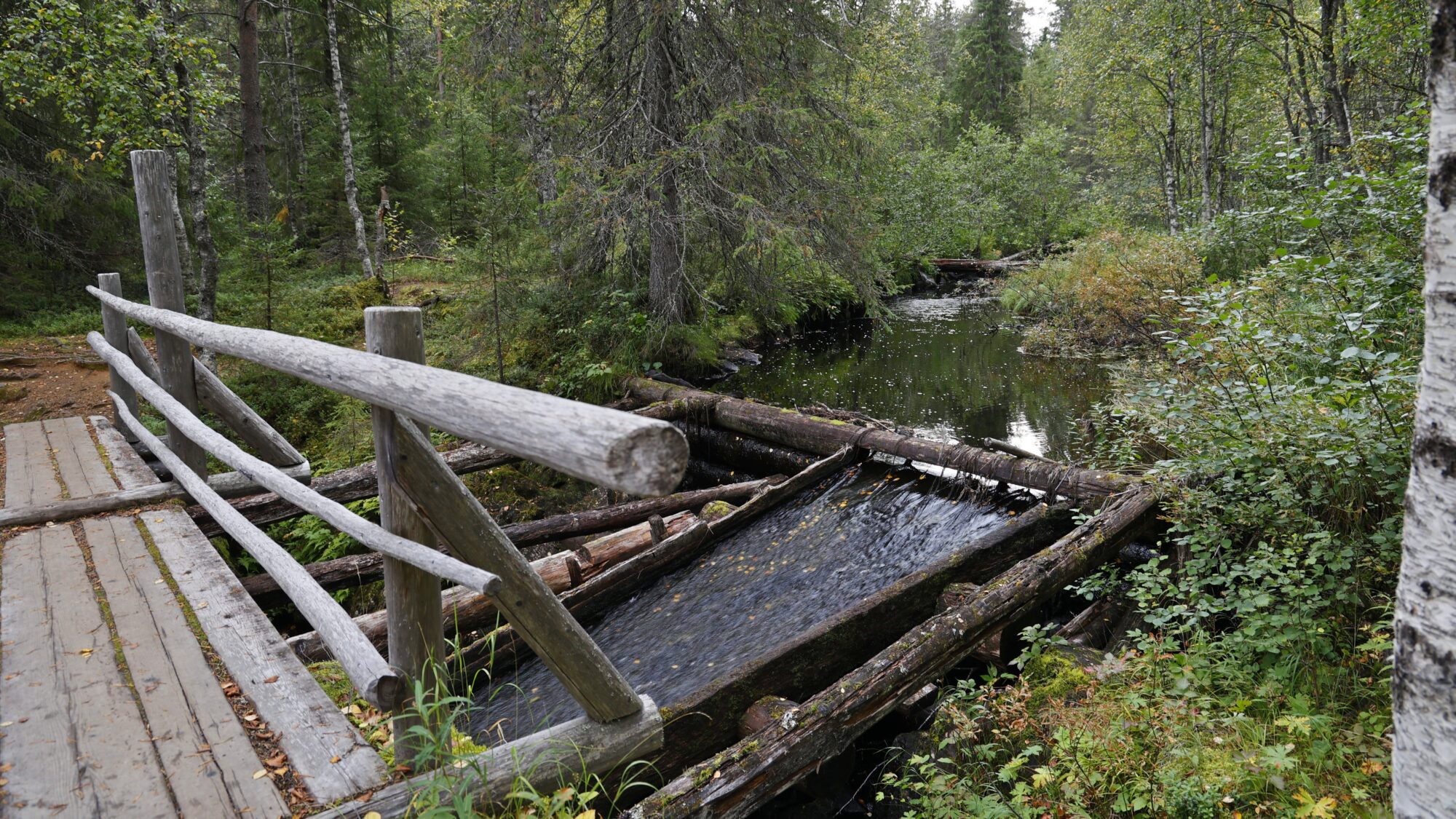 Valokuvaaja: TOMMI KUJALA