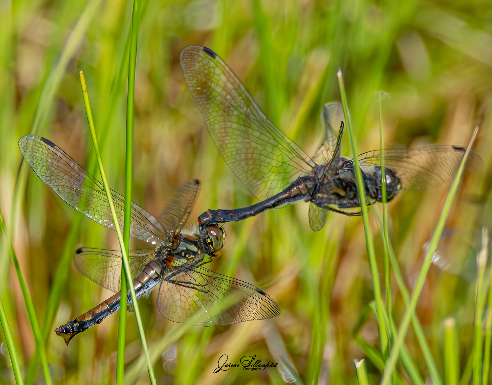 Valokuvaaja: Jarmo Sillanpää