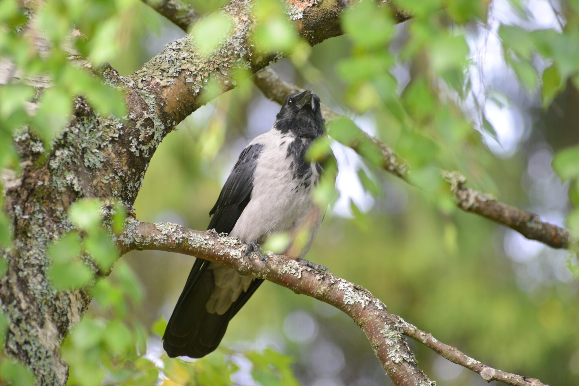Valokuvaaja: Kaarlo Asikainen