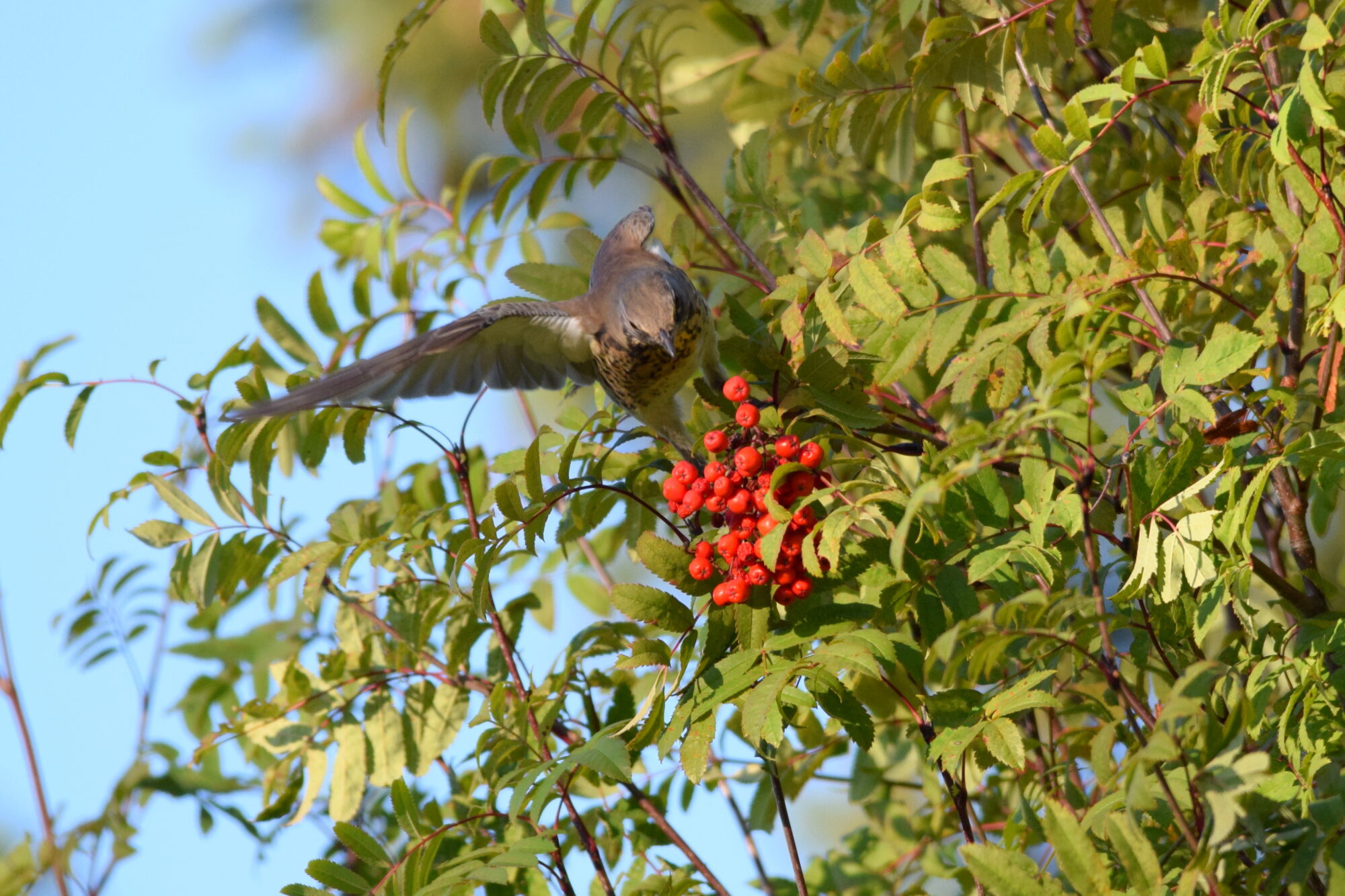 Valokuvaaja: Kaarlo Asikainen