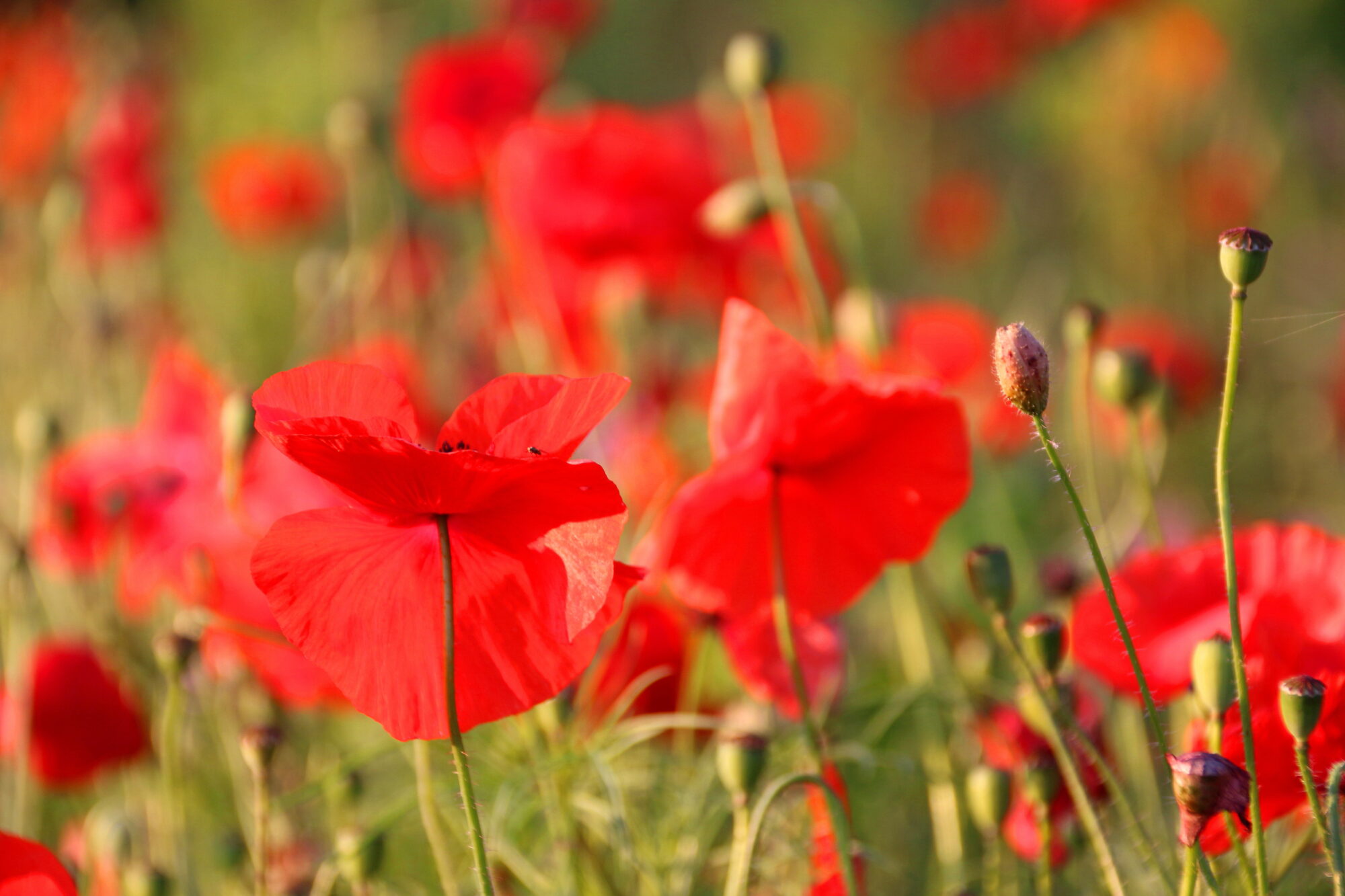 Valokuvaaja: Tuukka Pahtamaa