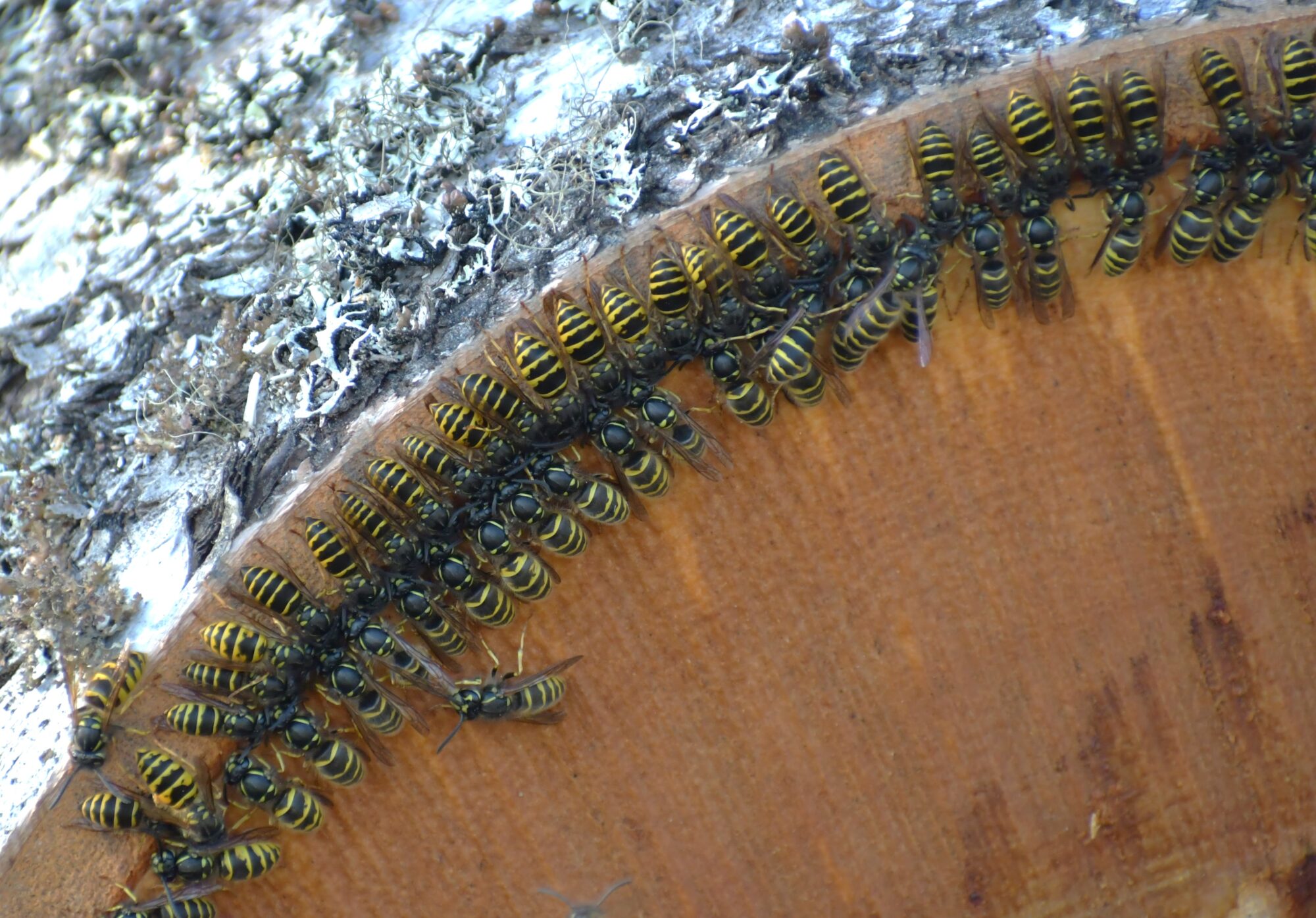 Valokuvaaja: Ritva Pietikäinen Valokuvaaja: Ritva Pietikäinen