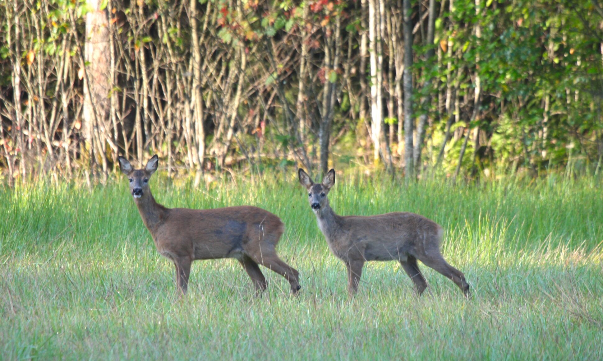 Valokuvaaja: Berndt Hannelius