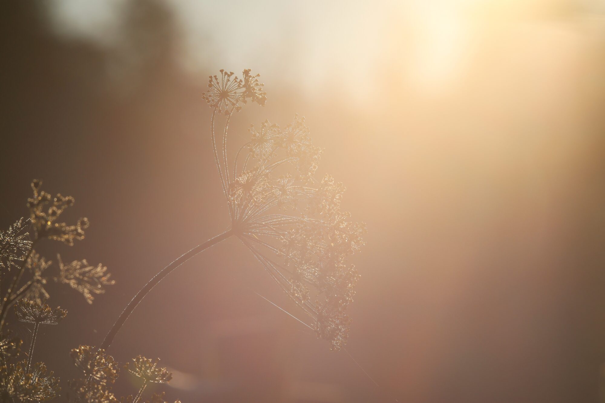 Valokuvaaja: Jaana Saarelainen Valokuvaaja: Jaana Saarelainen