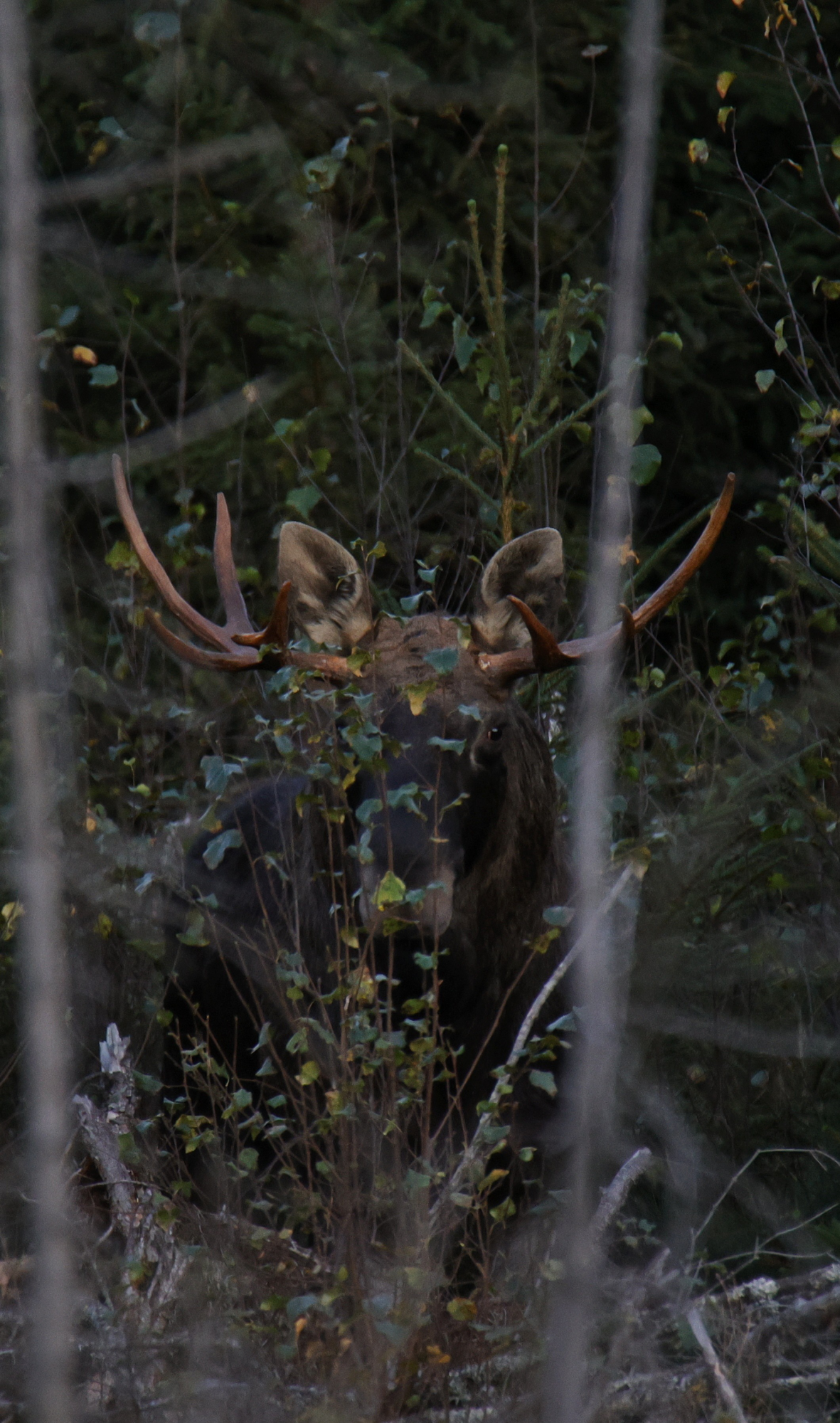 Valokuvaaja: Timo Lappalainen