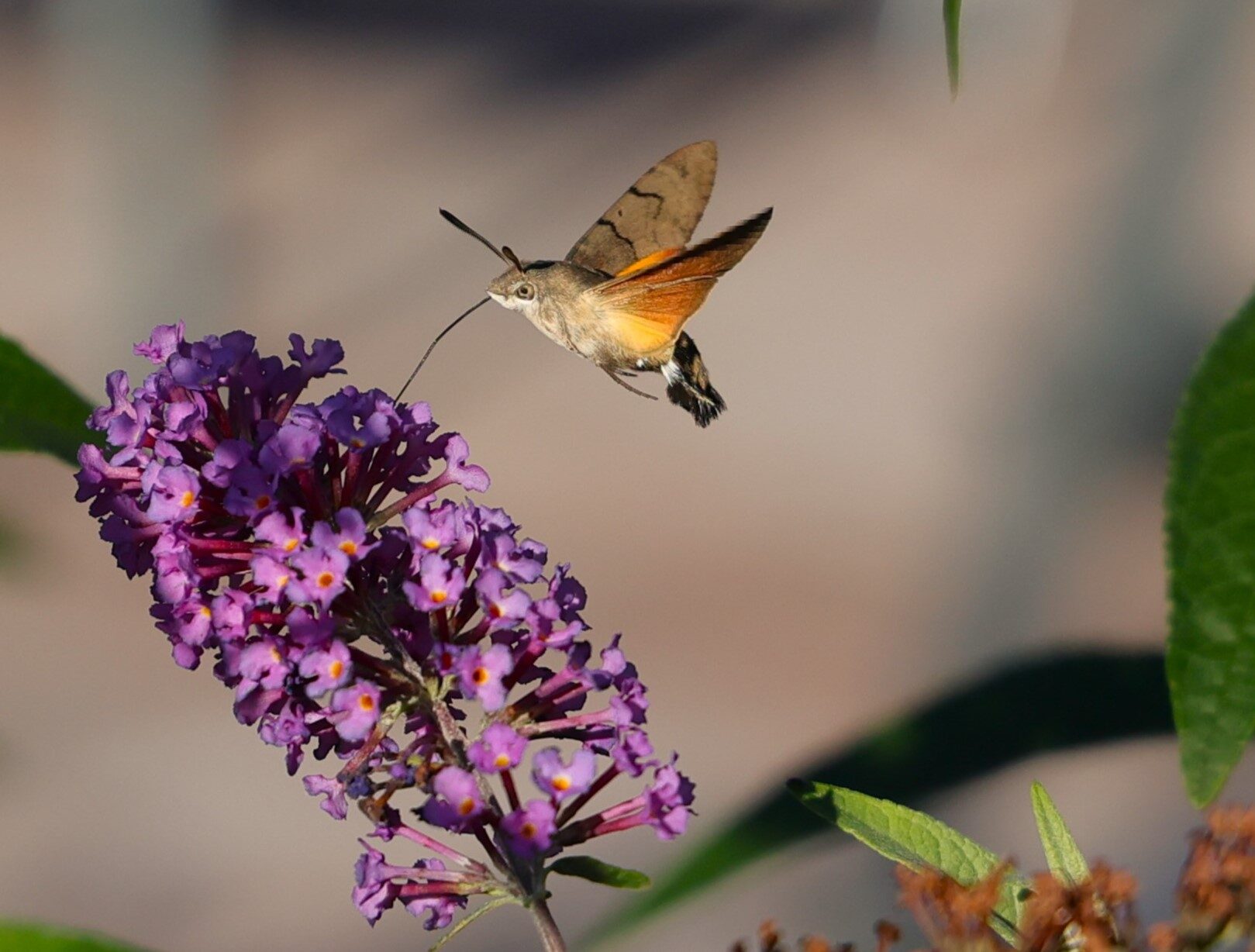 Valokuvaaja: Esa Aho