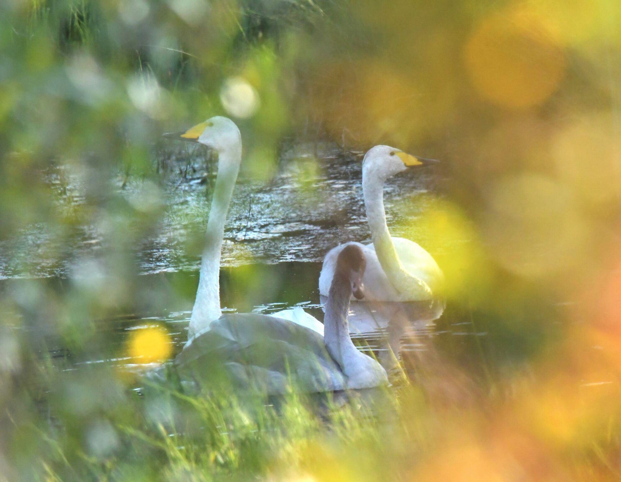 Valokuvaaja: Ritva Pietikäinen