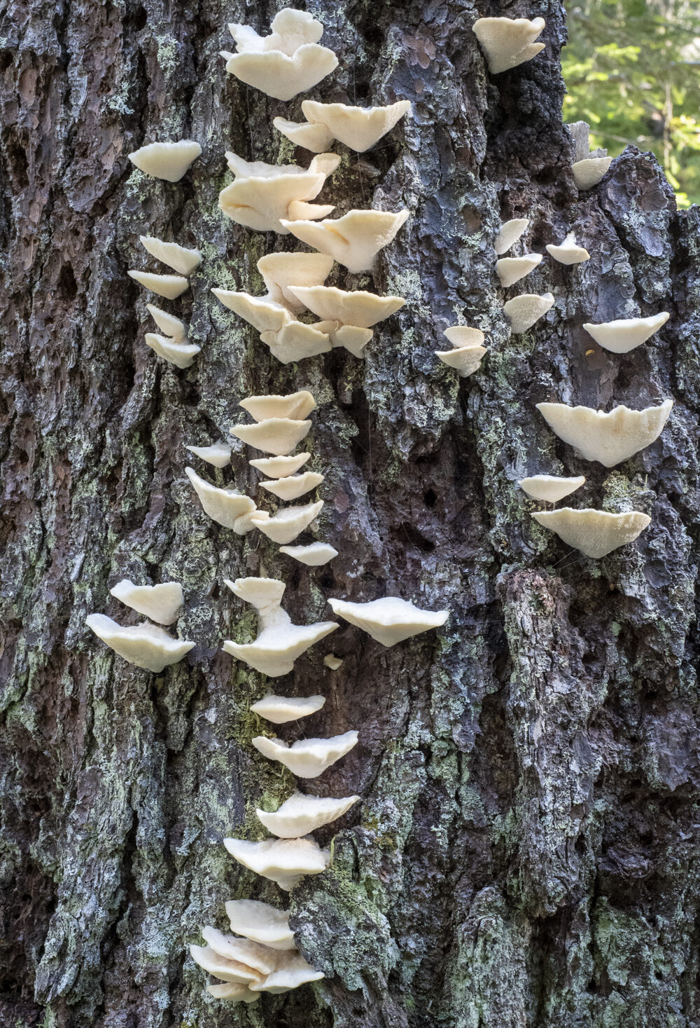 Valokuvaaja: Hannu Tikkanen