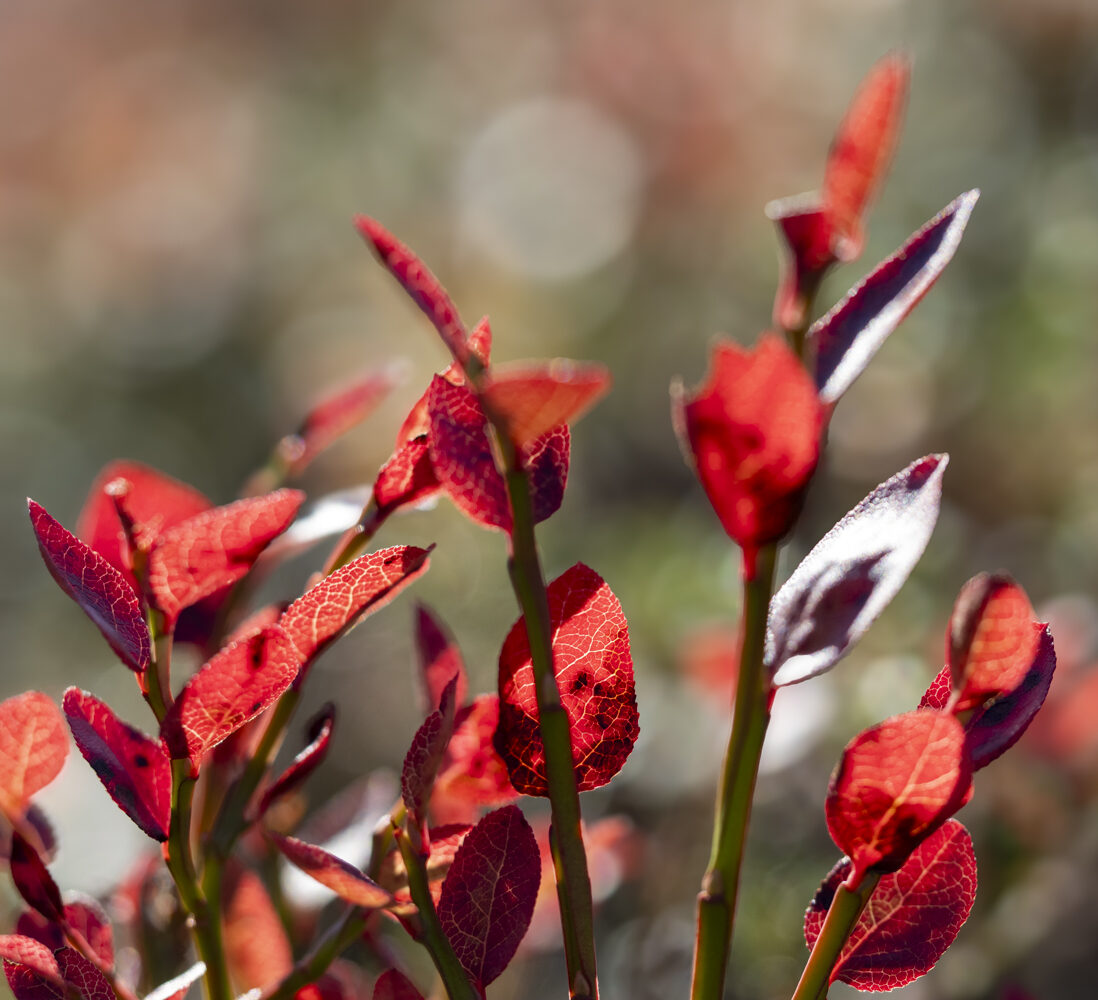 Valokuvaaja: Hannu Tikkanen