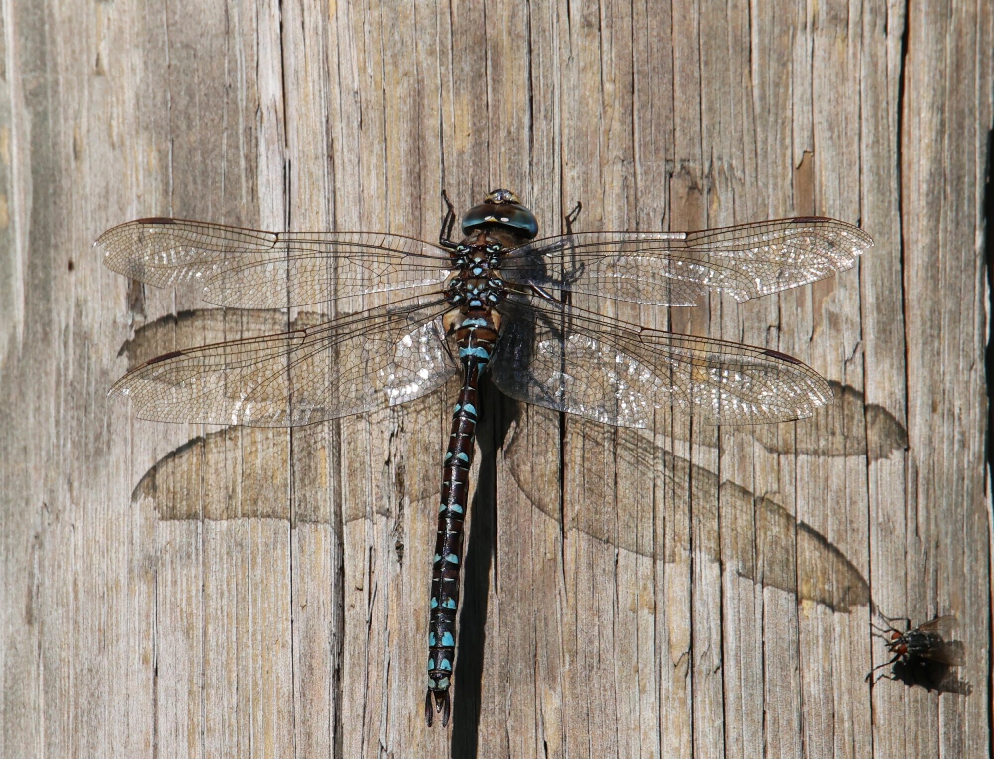 Valokuvaaja: Jaana Saarelainen Valokuvaaja: Jaana Saarelainen