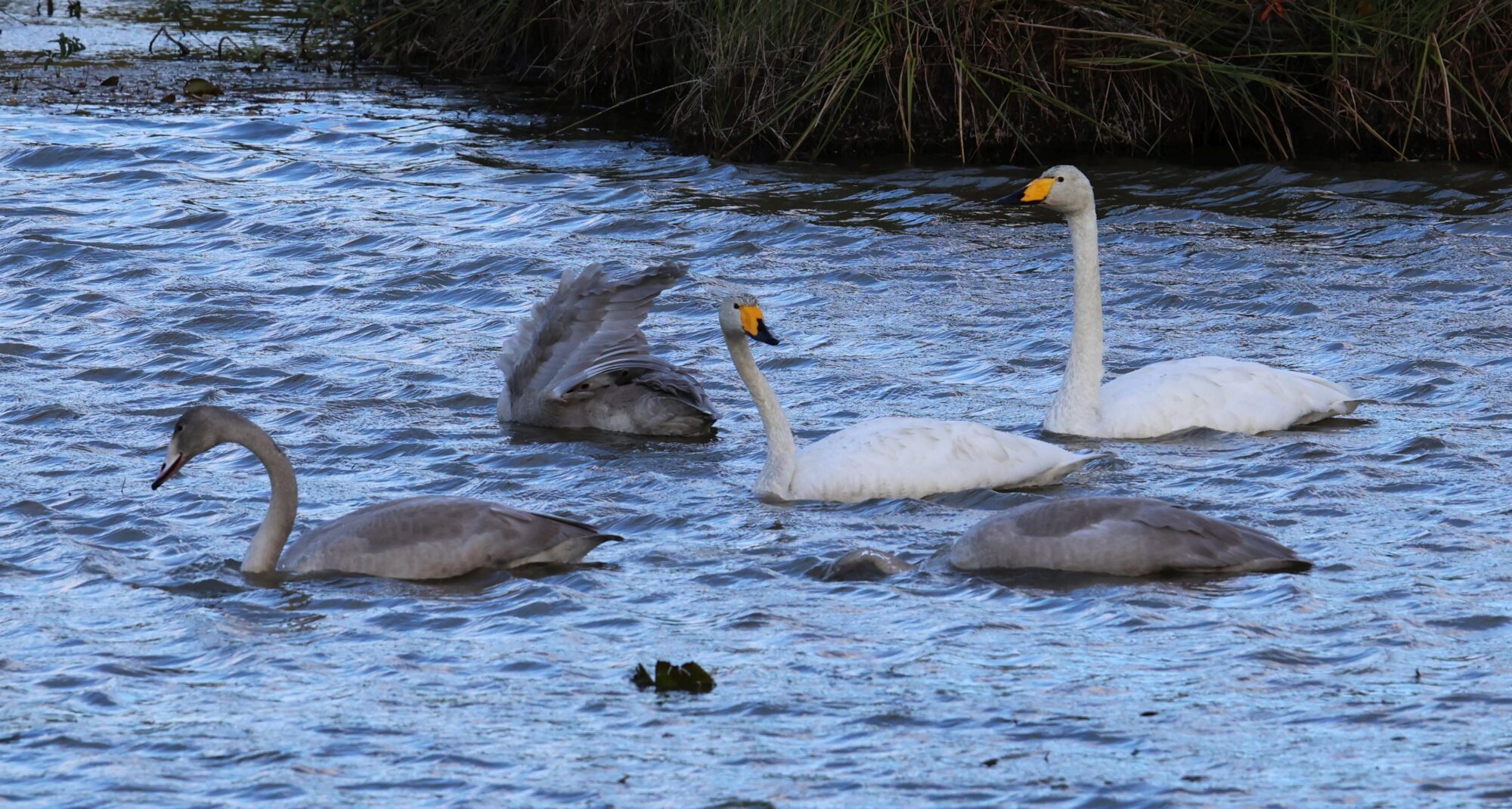 Valokuvaaja: Jaana Saarelainen