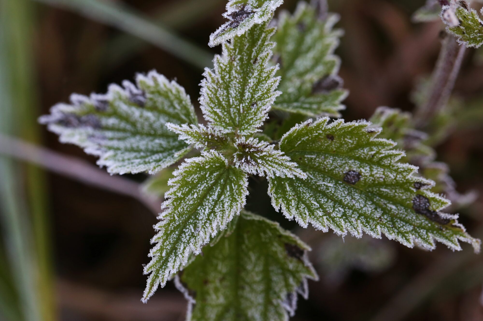 Valokuvaaja: Jaana Saarelainen
