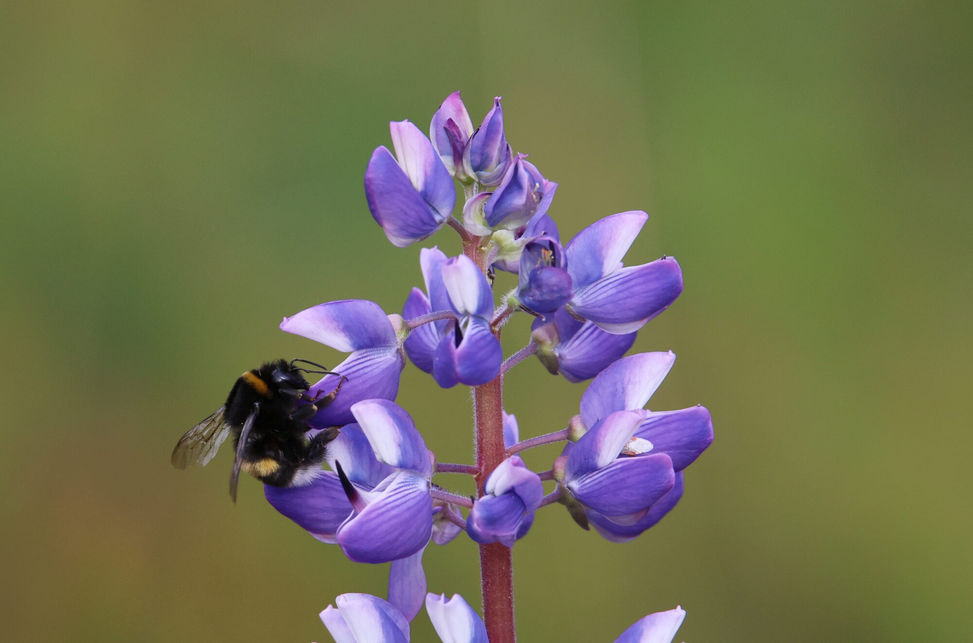 Valokuvaaja: Jaana Saarelainen