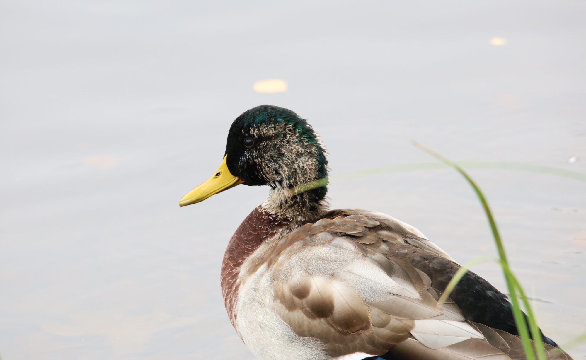 Valokuvaaja: Jaana Saarelainen