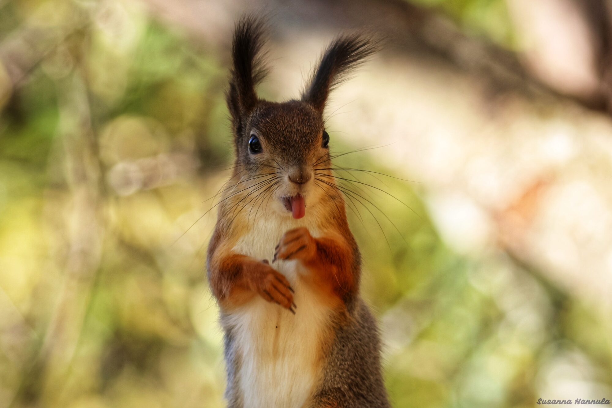 Valokuvaaja: Susanna Hannula