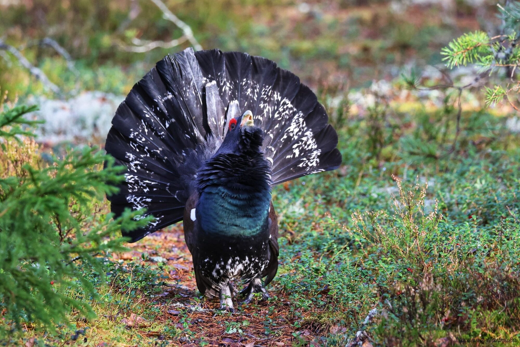 Valokuvaaja: Susanna Hannula