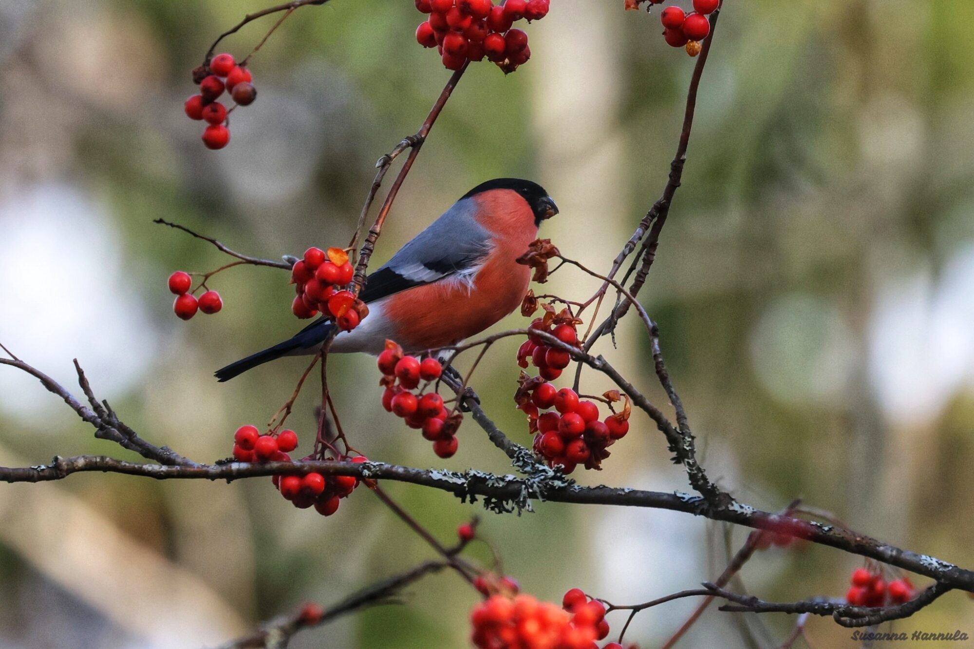 Valokuvaaja: Susanna Hannula