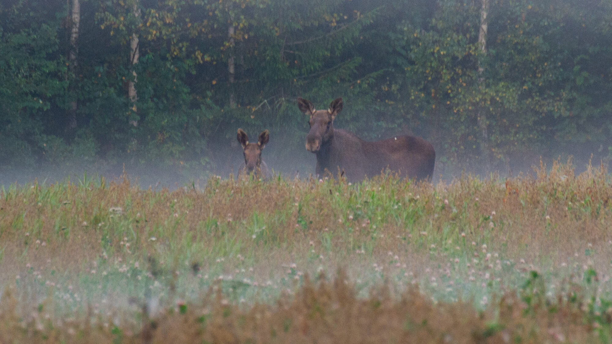 Valokuvaaja: Helena Minkkilä Valokuvaaja: Helena Minkkilä