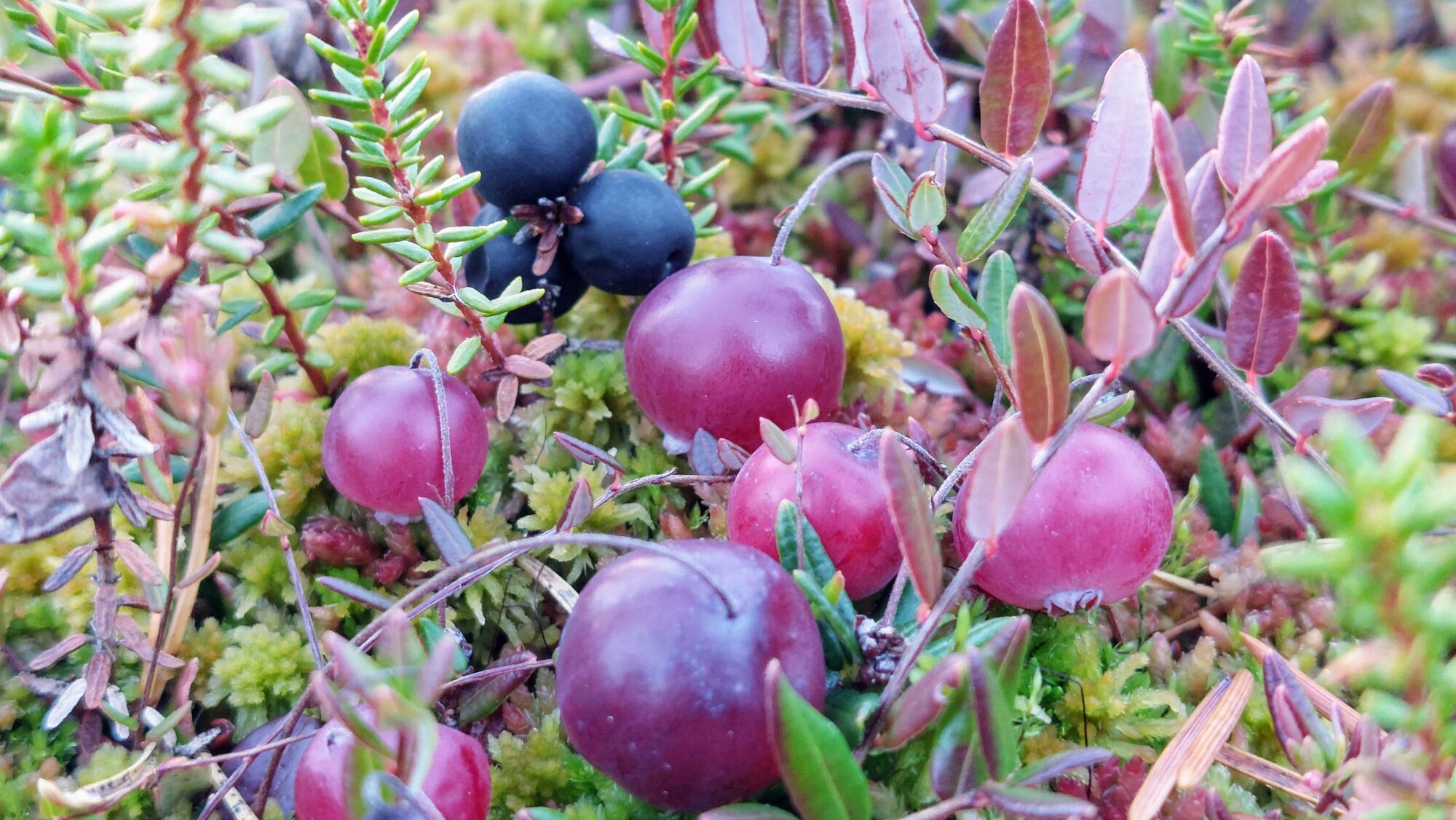 Valokuvaaja: Tarja Naukkarinen