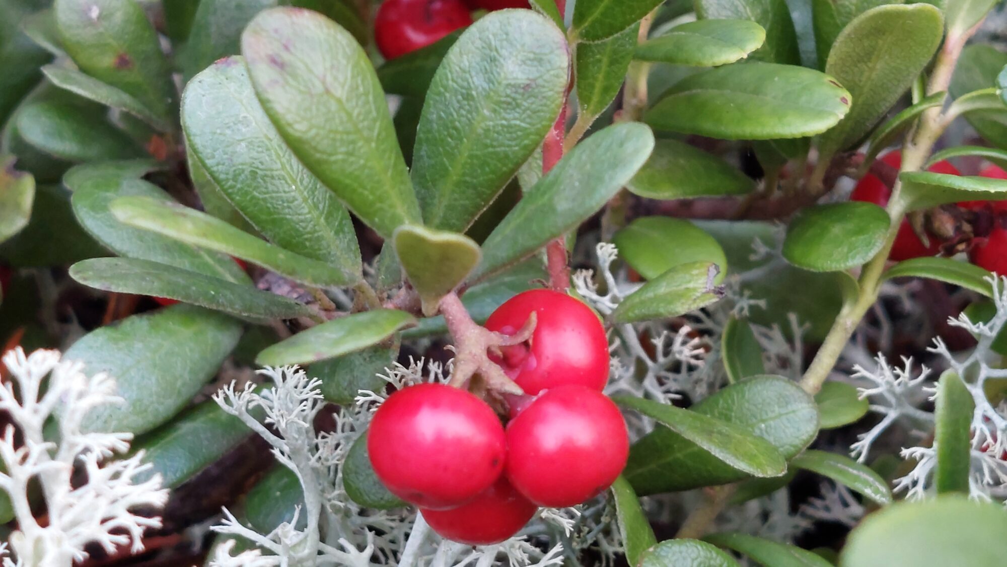 Valokuvaaja: Tarja Naukkarinen