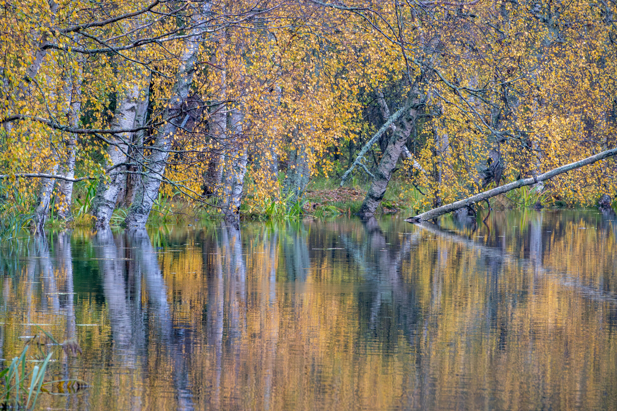 Valokuvaaja: Anne Patana
