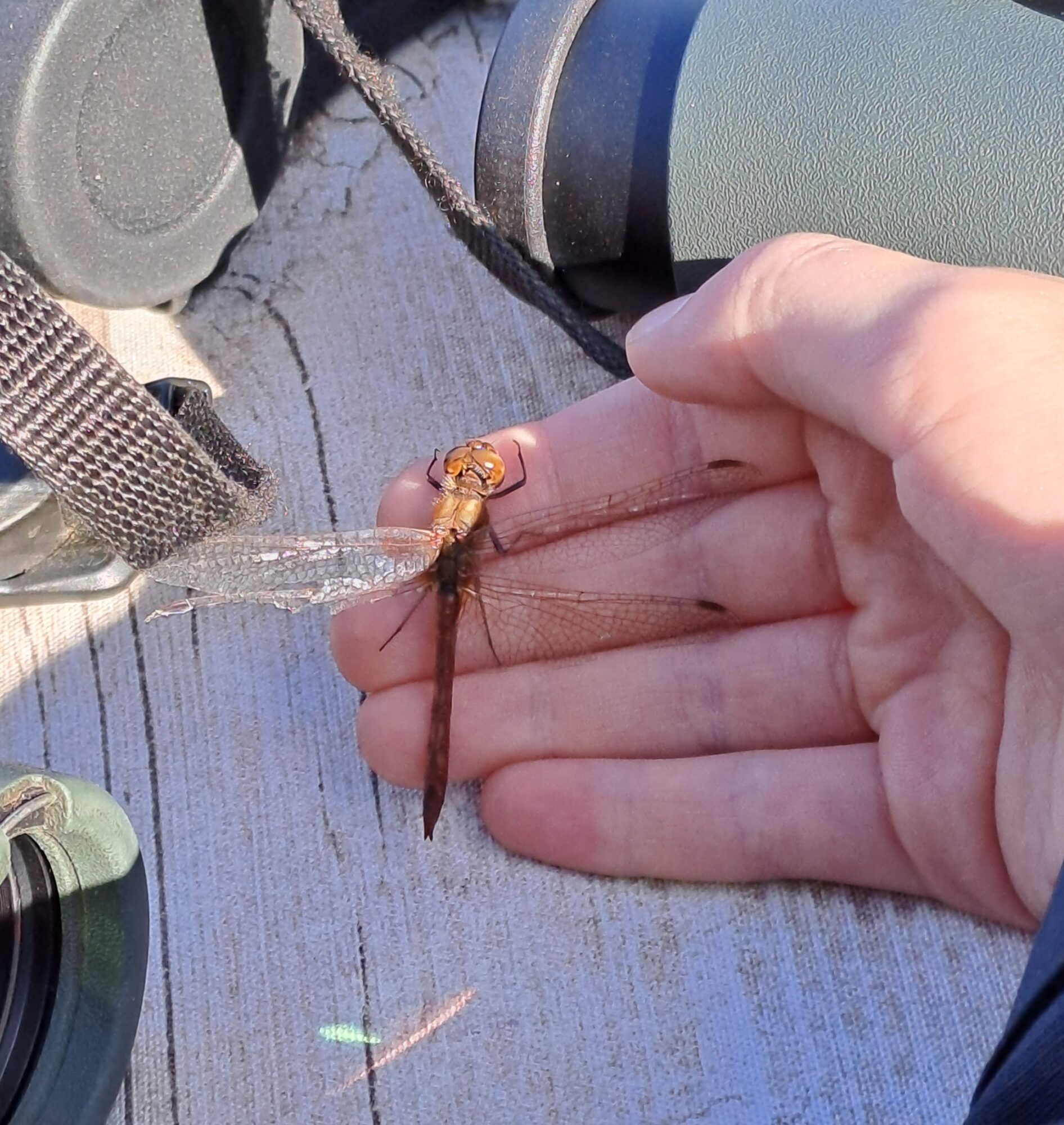 Valokuvaaja: Mirja Suoknuuti Valokuvaaja: Mirja Suoknuuti