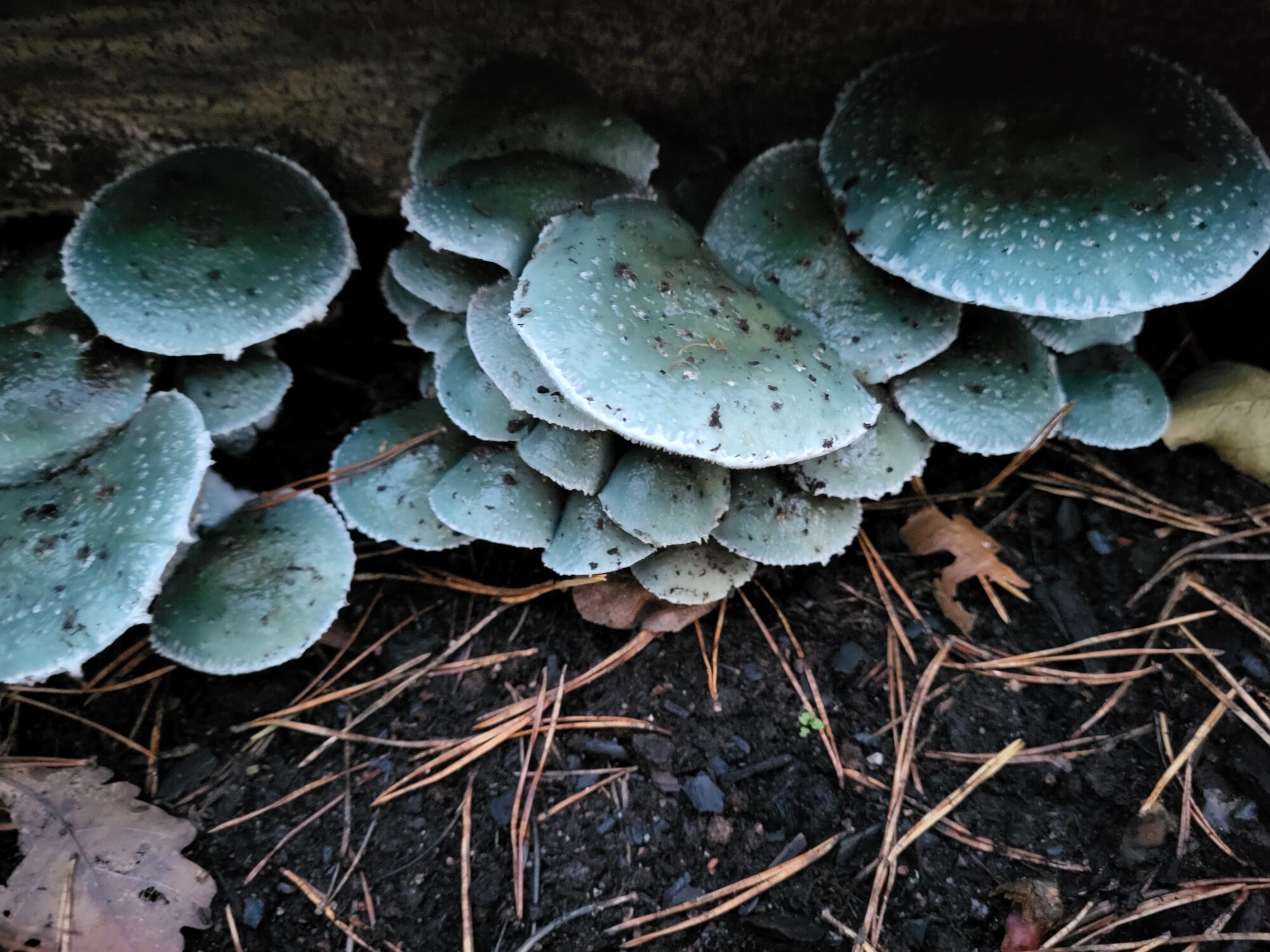 Valokuvaaja: Irmeli Kaartokallio