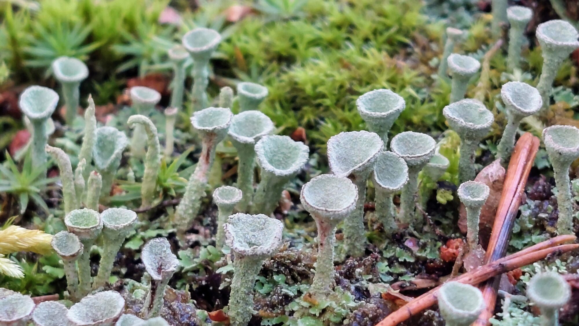 Valokuvaaja: Tarja Naukkarinen