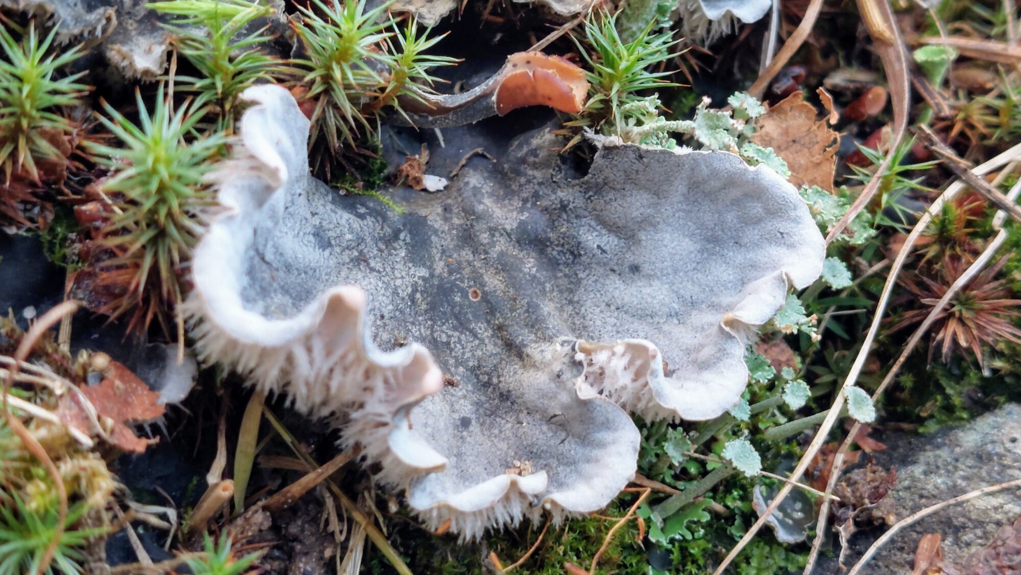 Valokuvaaja: Tarja Naukkarinen