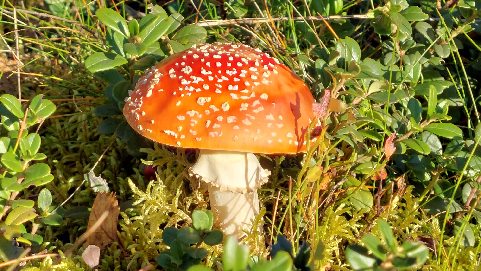 Valokuvaaja: Tarja Naukkarinen