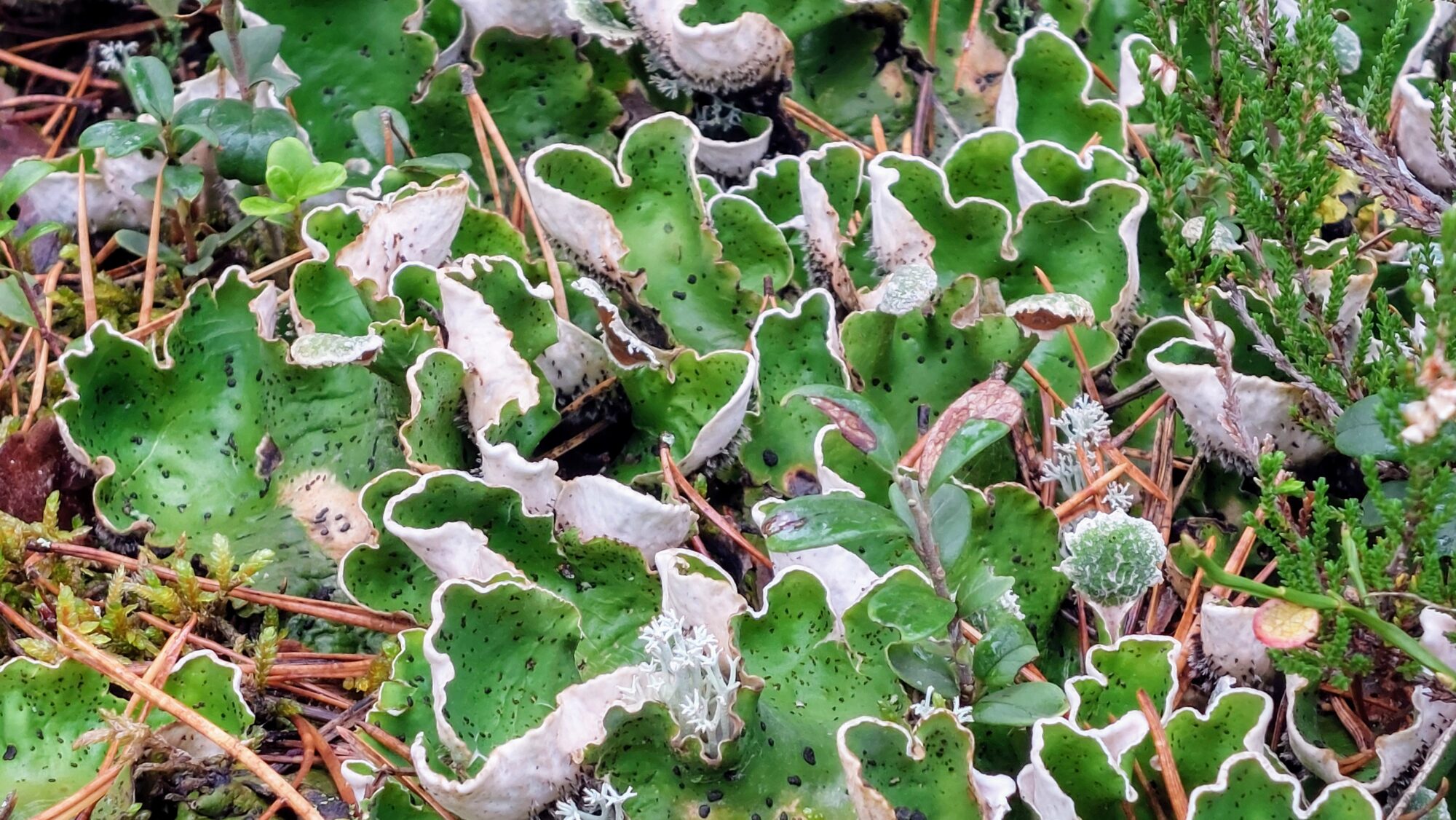 Valokuvaaja: Tarja Naukkarinen