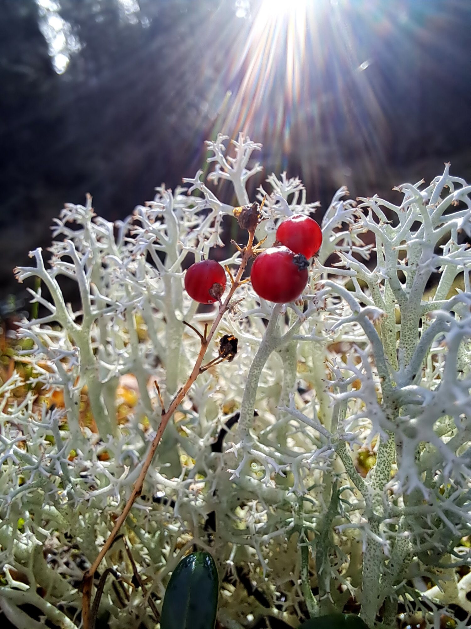 Valokuvaaja: Irja Lehtinen