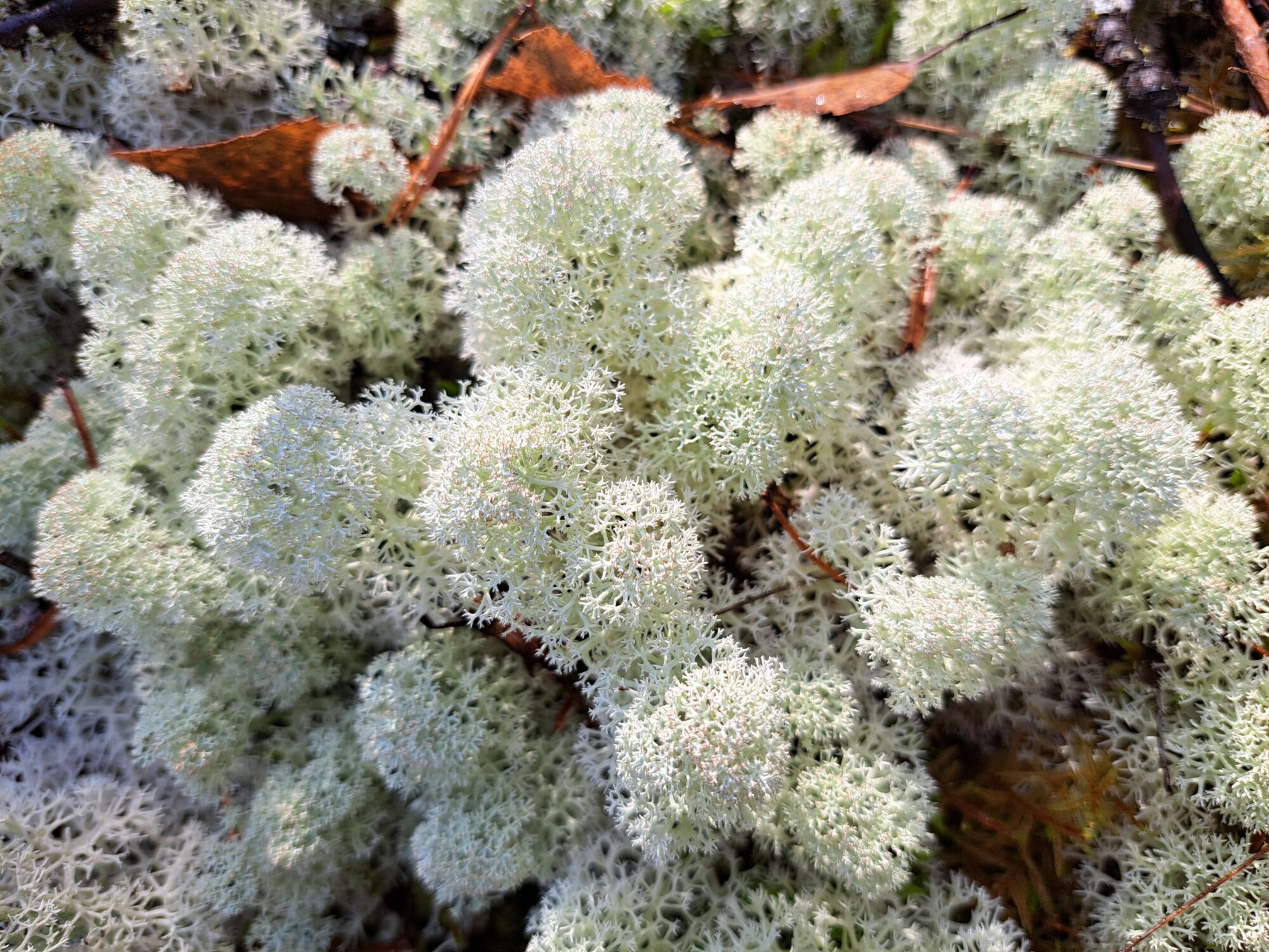 Valokuvaaja: Irja Lehtinen