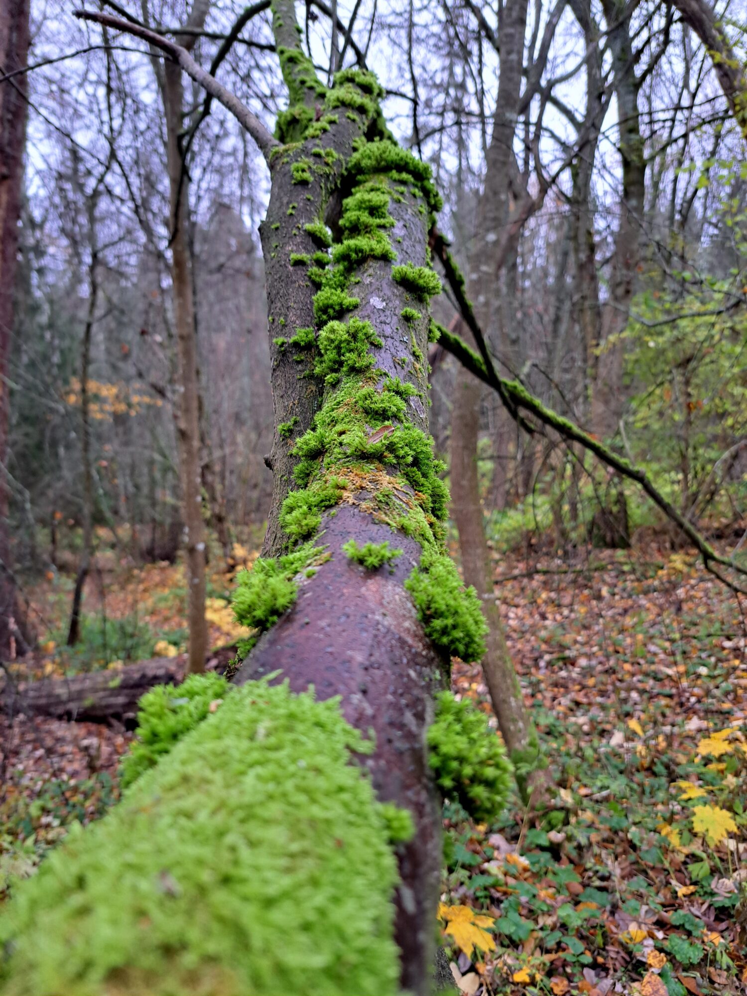 Valokuvaaja: Irja Lehtinen